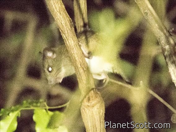 Dormouse Tufted-tailed Rat (Eliurus myoxinus)