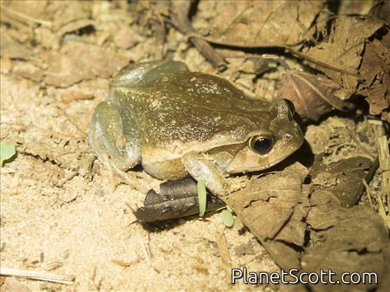 Antsouhy Tomato Frog (Dyscophus insularis)