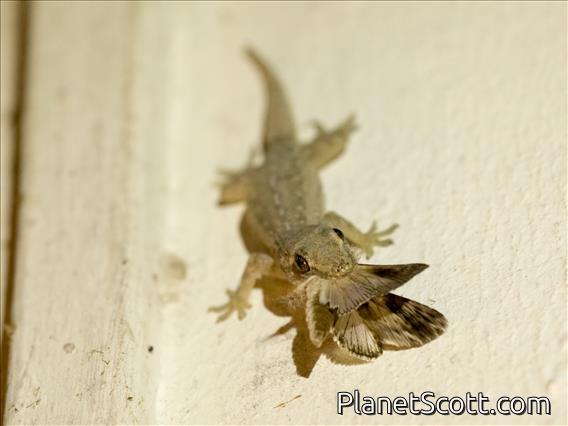 Asian House Gecko (Hemidactylus frenatus)