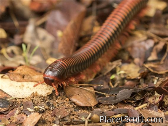 Giant Millipede (Aphistogoniulus ssp)