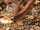 Giant Millipede (Aphistogoniulus ssp)
