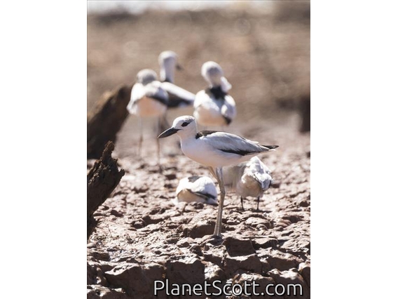 Crab-Plover (Dromas ardeola)