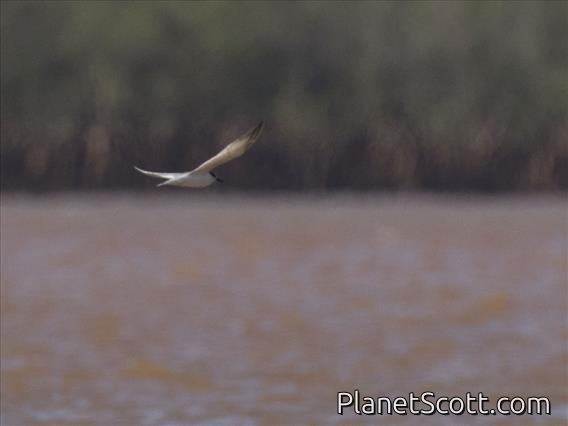 Saunders's Tern (Sternula saundersi)