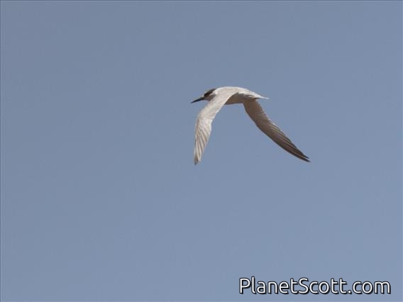 Roseate Tern (Sterna dougallii)