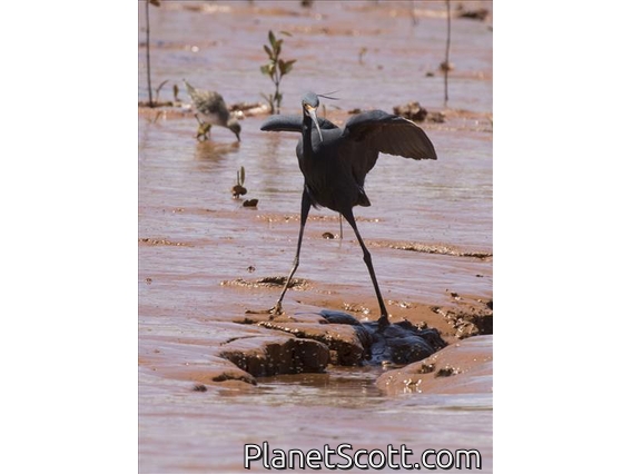 Little Egret (Egretta garzetta) - Dark Morph
