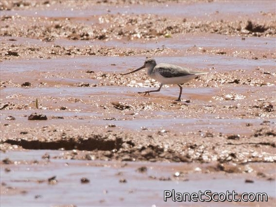 Terek Sandpiper (Xenus cinereus)