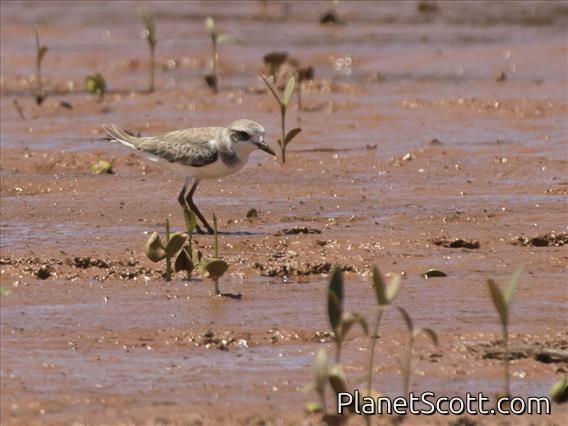 Greater Sand-Plover (Charadrius leschenaultii)