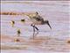 Curlew Sandpiper (Calidris ferruginea)