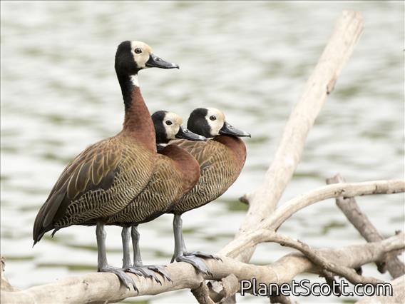 White-faced Whistling-Duck (Dendrocygna viduata)