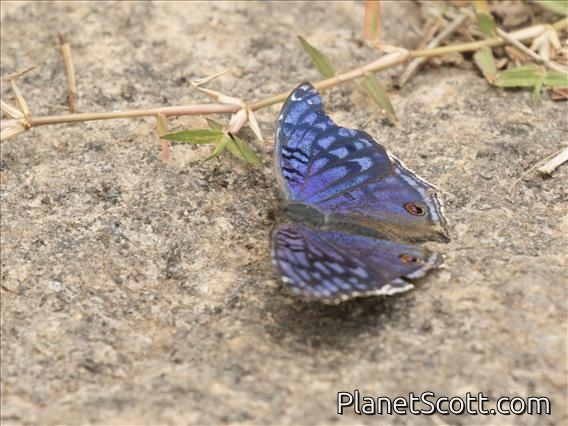 Brilliant Blue (Junonia rhadama)