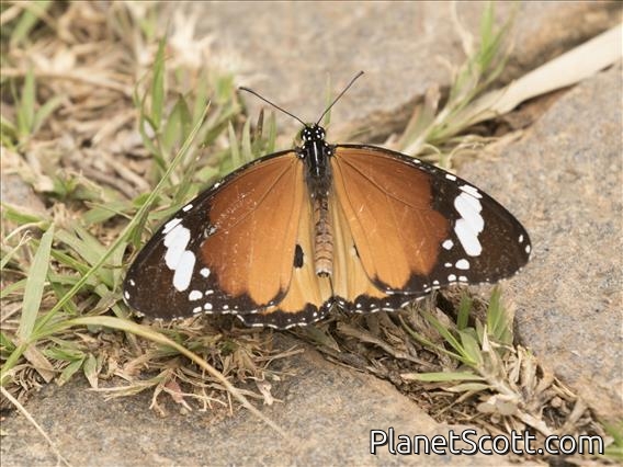 Plain Tiger (Danaus chrysippus)