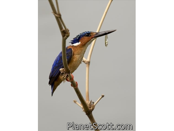 Malagasy Kingfisher (Corythornis vintsioides)
