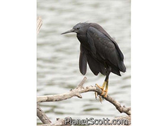 Black Heron (Egretta ardesiaca)