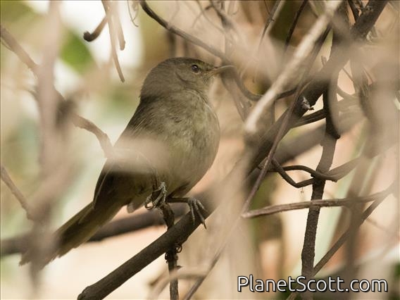 Malagasy Brush-Warbler (Nesillas typica)