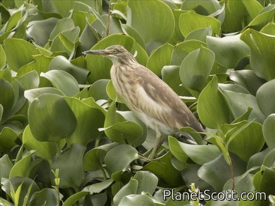 Squacco Heron (Ardeola ralloides)