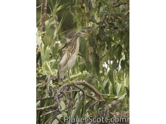 Madagascar Pond-Heron (Ardeola idae)