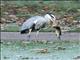 Gray Heron (Ardea cinerea)