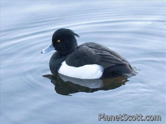 Tufted Duck (Aythya fuligula)