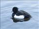 Tufted Duck (Aythya fuligula)