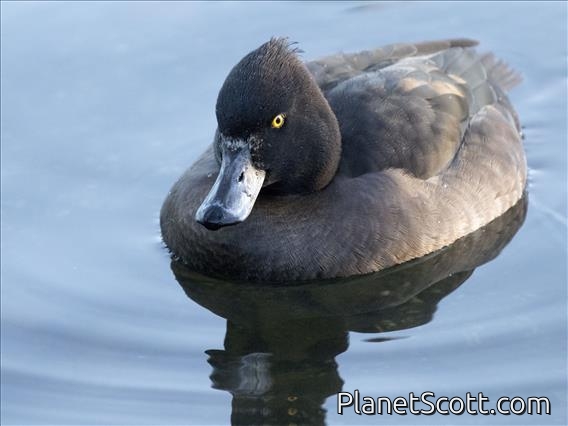 Tufted Duck (Aythya fuligula) - Female