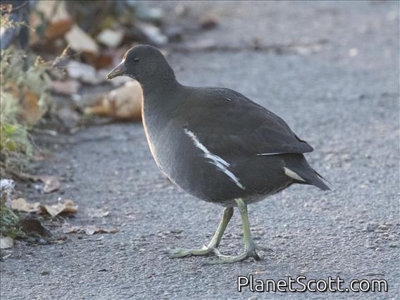 Eurasian Moorhen (Gallinula chloropus) - Juvenile
