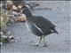 Eurasian Moorhen (Gallinula chloropus) - Juvenile