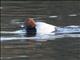 Common Pochard (Aythya ferina)