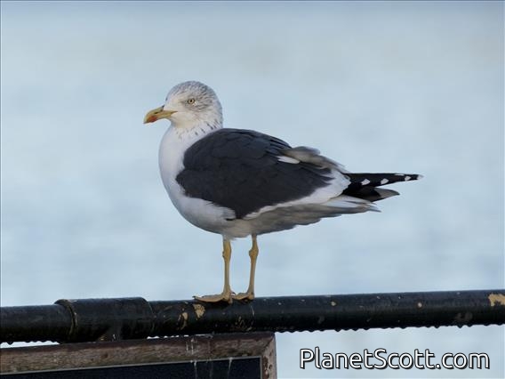 Lesser Black-backed Gull (Larus fuscus)