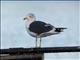 Lesser Black-backed Gull (Larus fuscus)