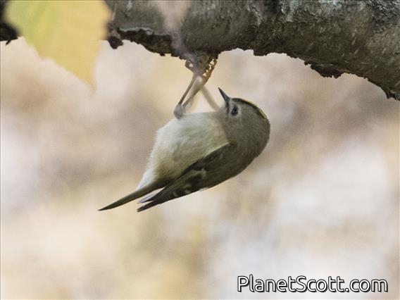 Goldcrest (Regulus regulus)