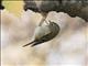 Goldcrest (Regulus regulus)