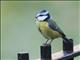 Eurasian Blue Tit (Cyanistes caeruleus)