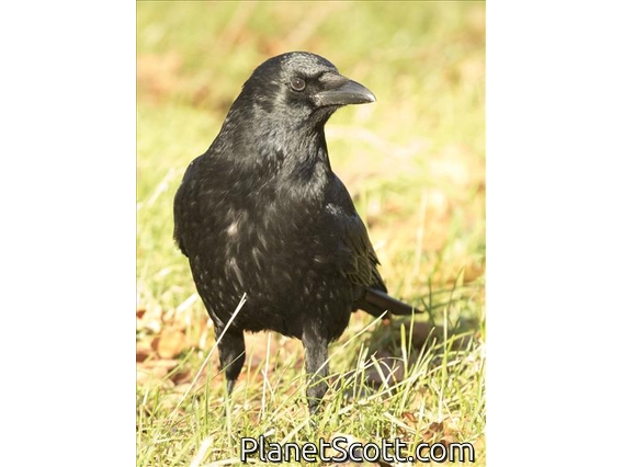 Carrion Crow (Corvus corone)