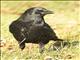 Carrion Crow (Corvus corone)
