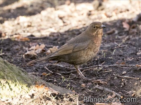 Eurasian Blackbird (Turdus merula) - Female