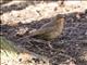 Eurasian Blackbird (Turdus merula) - Female