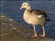 Egyptian Goose (Alopochen aegyptiaca)
