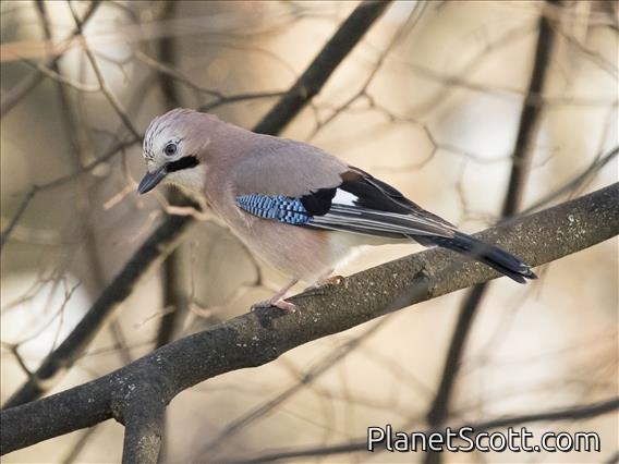 Eurasian Jay (Garrulus glandarius)