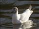 Black-headed Gull (Chroicocephalus ridibundus)
