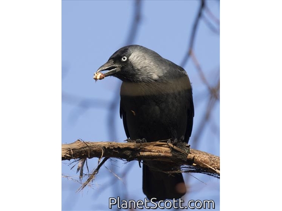 Eurasian Jackdaw (Corvus monedula)