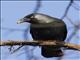 Eurasian Jackdaw (Corvus monedula)