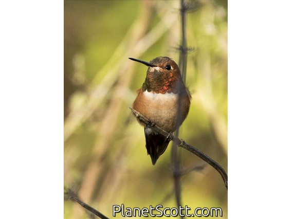 Rufous Hummingbird (Selasphorus rufus) - Male