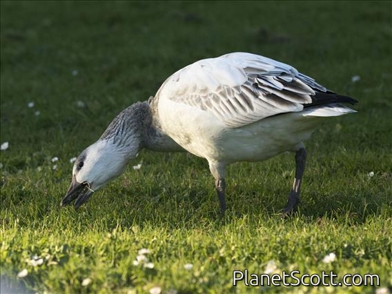 Snow Goose (Anser caerulescens)