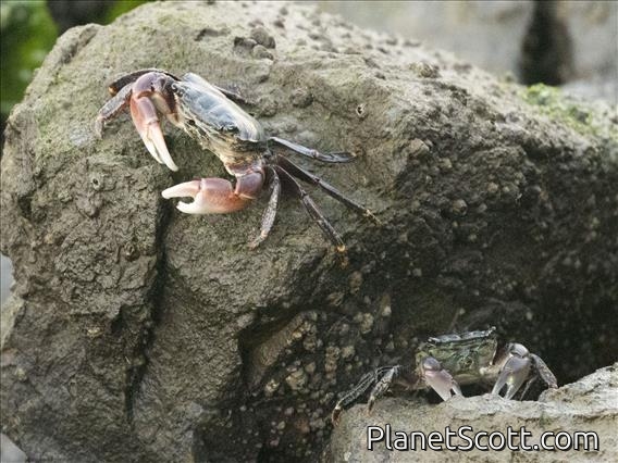 Lined Shore Crab (Pachygrapsus crassipes)