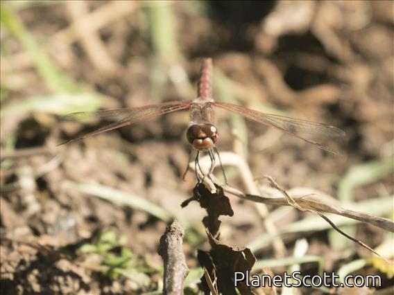 Variegated Meadowhawk (Sympetrum corruptum)