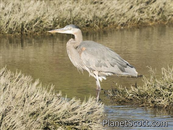 Great Blue Heron (Ardea herodias)