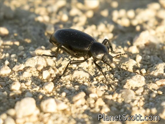California Darkling Beetle (Coelocnemis californica)
