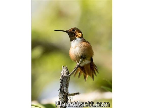 Allen's Hummingbird (Selasphorus sasin) - Male
