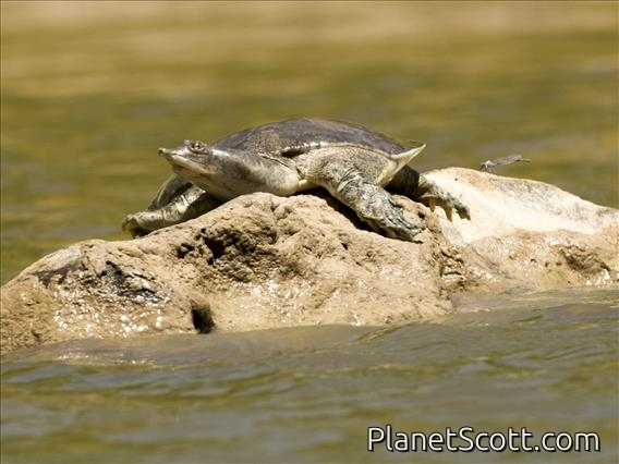 Eastern Spiny Softshell Turtle (Apalone spinifera)