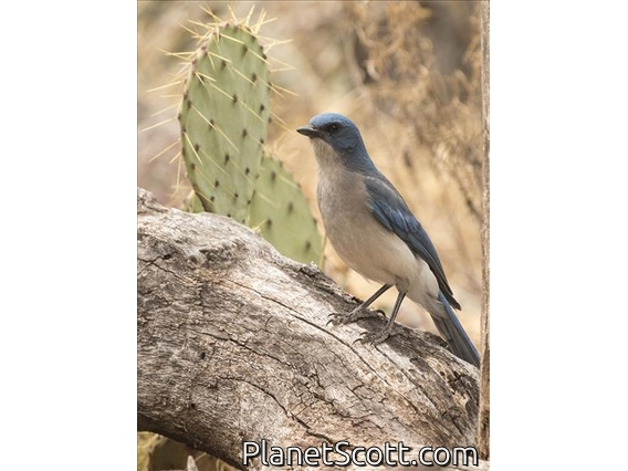 Mexican Jay (Aphelocoma wollweberi)